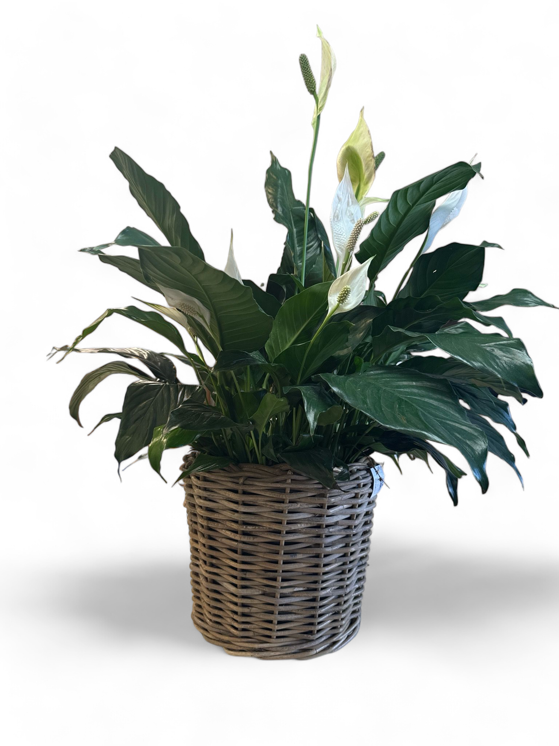 Rattan Planter With Houseplant