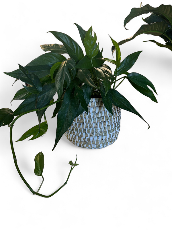 Small Tejida Basket With Plant