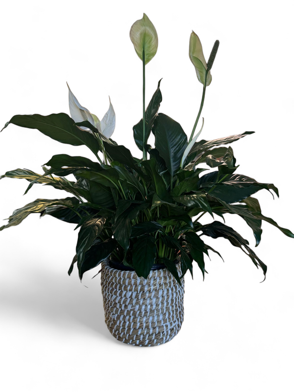 Large Tejida Basket With Plant