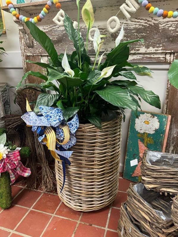 Marla’s basket With Large Plant