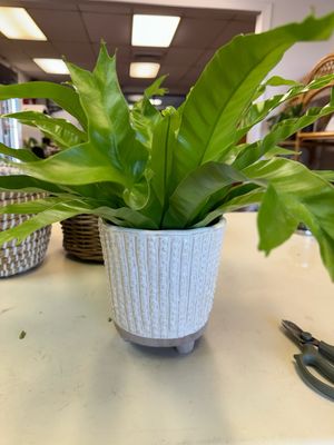 Plants and Planters