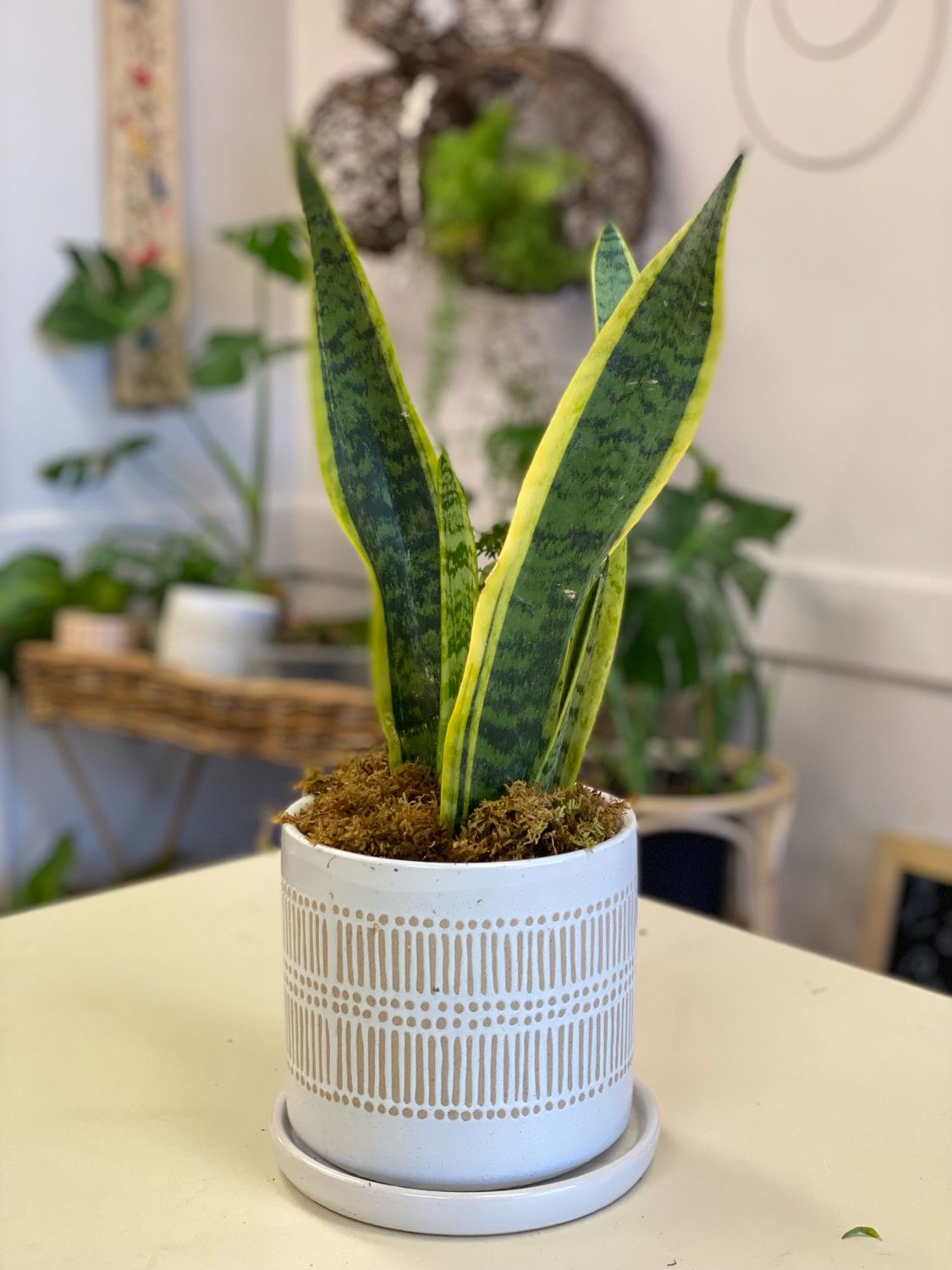 Linden Pot with Saucer with Live Plant