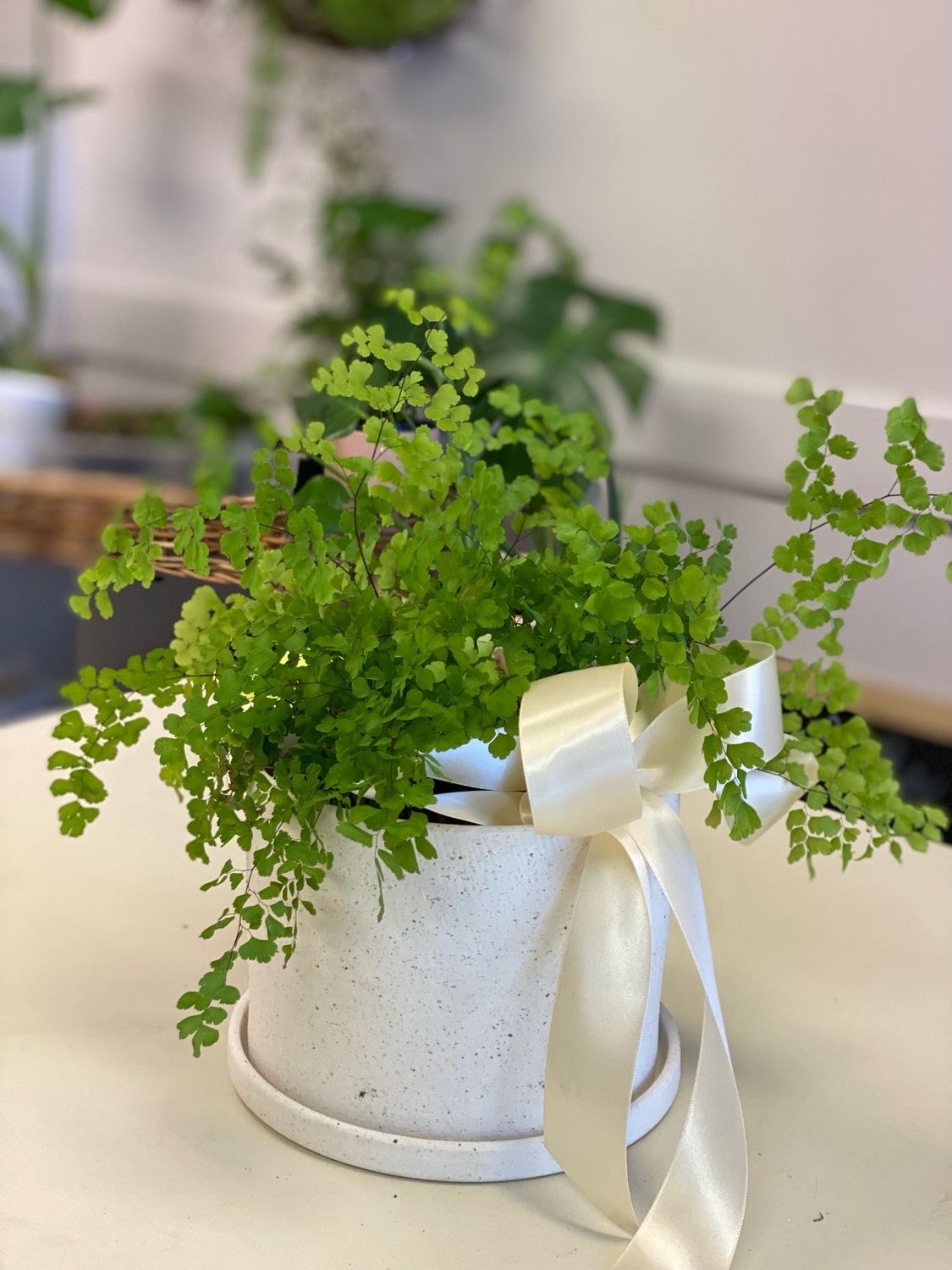 Easton Pot with Saucer and Live Plant