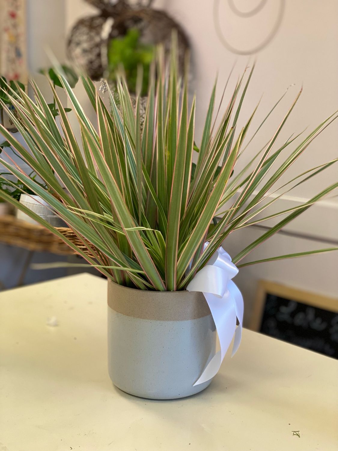 Rooney Pot with Plant