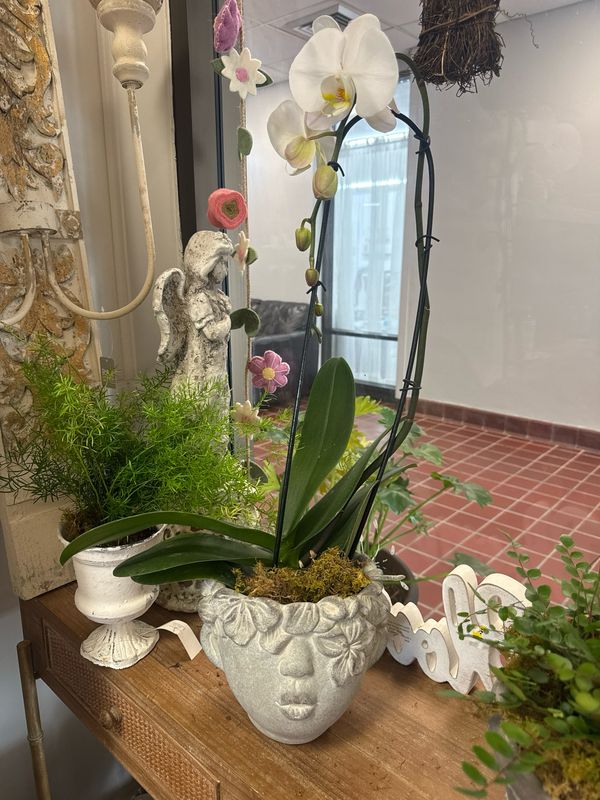 Orchid In Head Planter