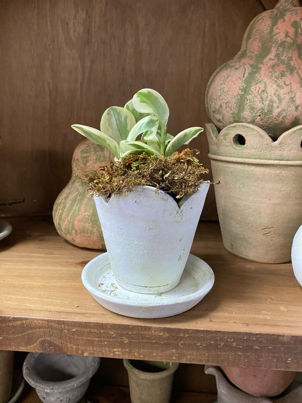 White Scalloped Terracotta Pot with Plant White Scalloped Terracotta Pot with Plant