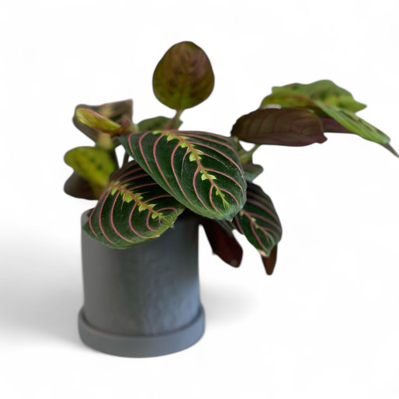 Sampson Pot With Plant