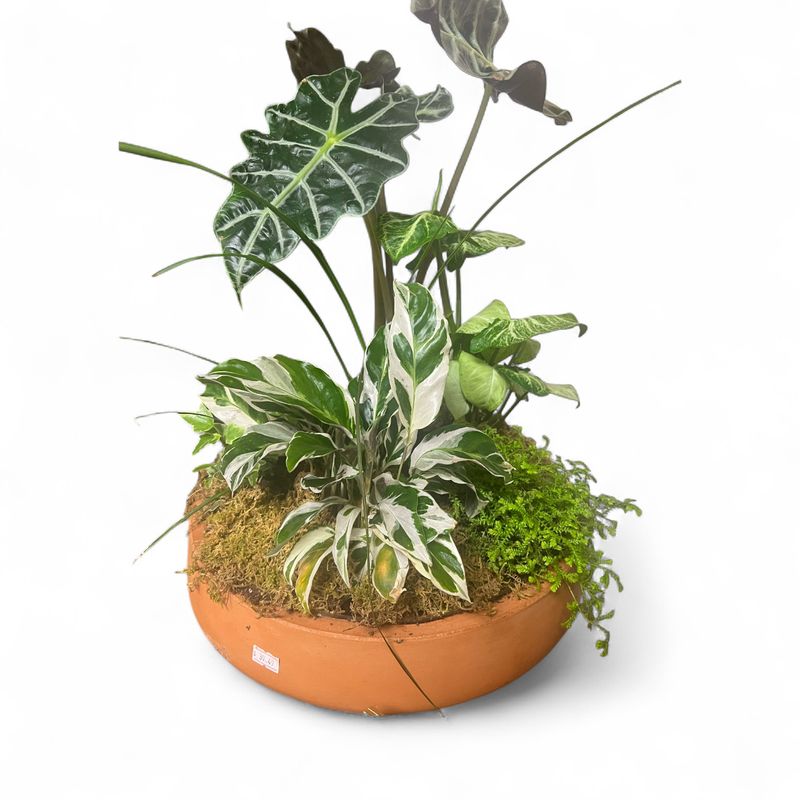 Terracotta Bowl With Potted Houseplants
