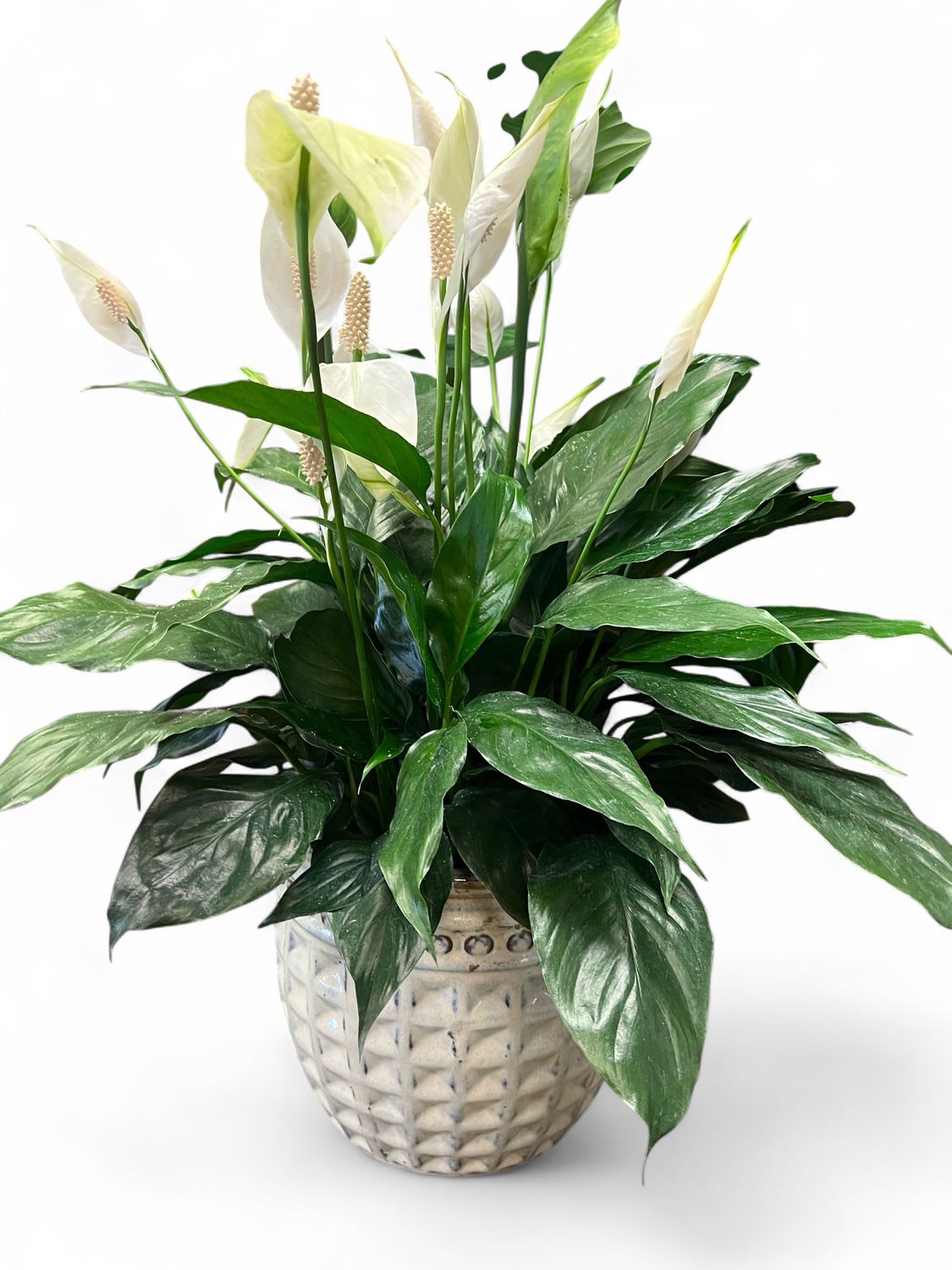 Peace Lily In White Pot