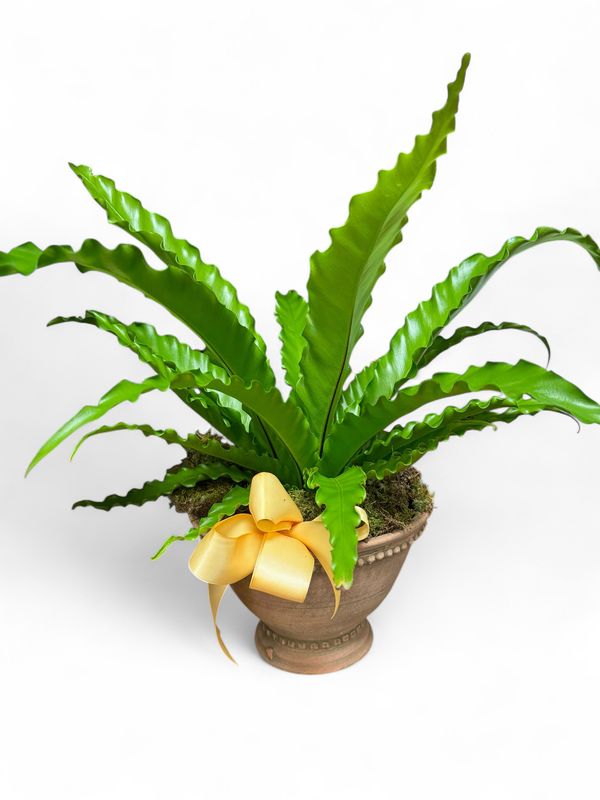 Wakefield Handmade Rockdale Bowl With Plant