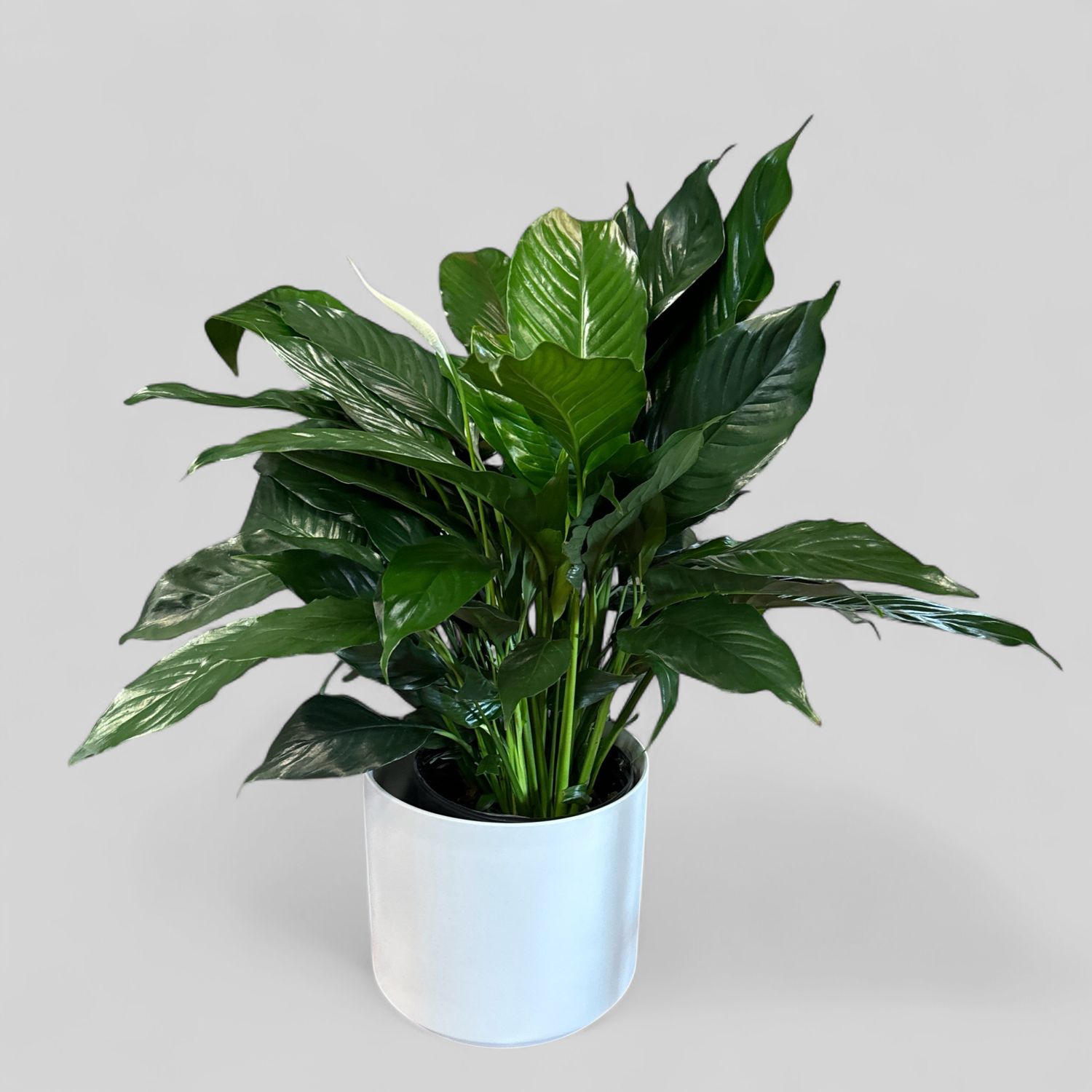Kendall Pot With Plant