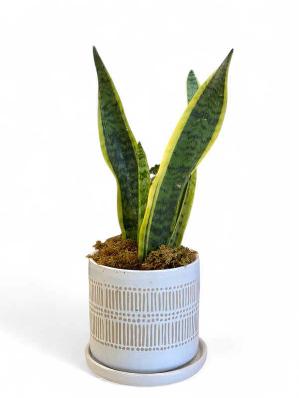 Linden Pot with Saucer with plant