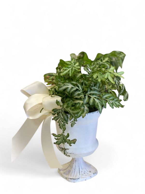 Armorial Urn with Plant