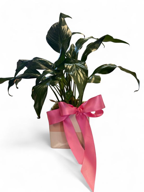 Blush Urban Square Pot with plant