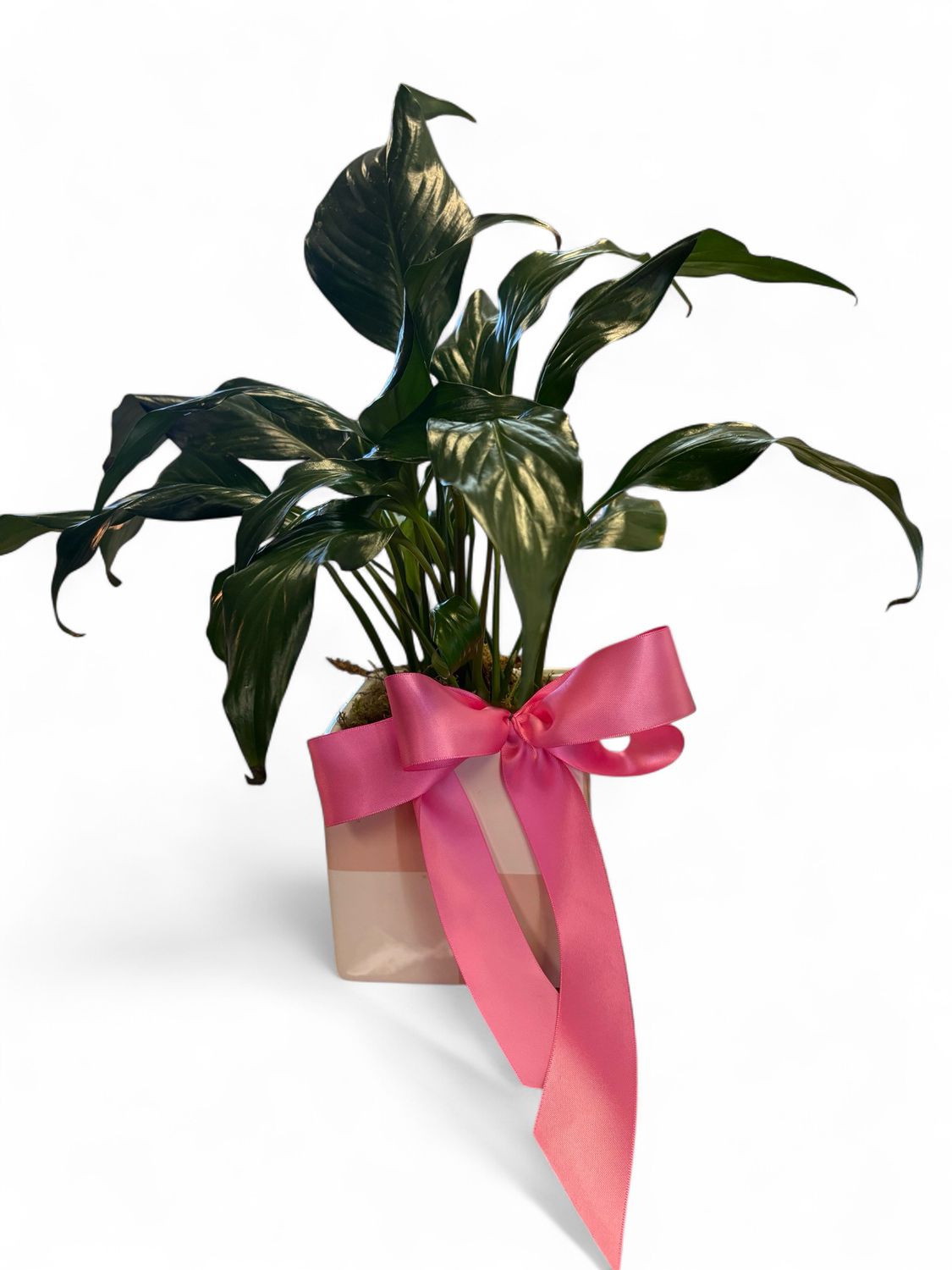 Blush Urban Square Pot with plant