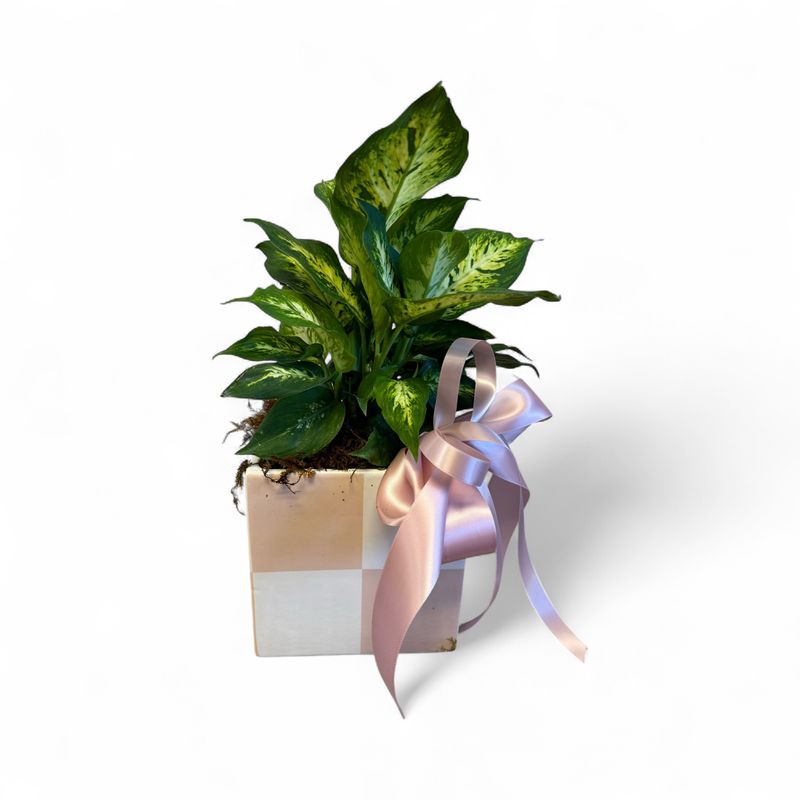 Blush Urban Square Pot with plant