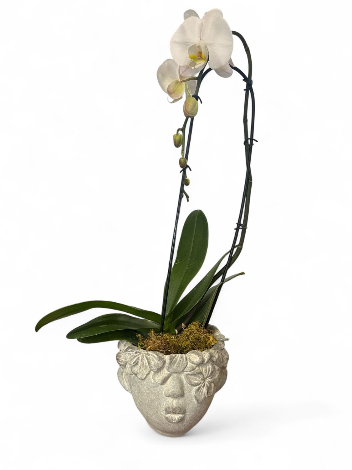 Orchid In Head Planter