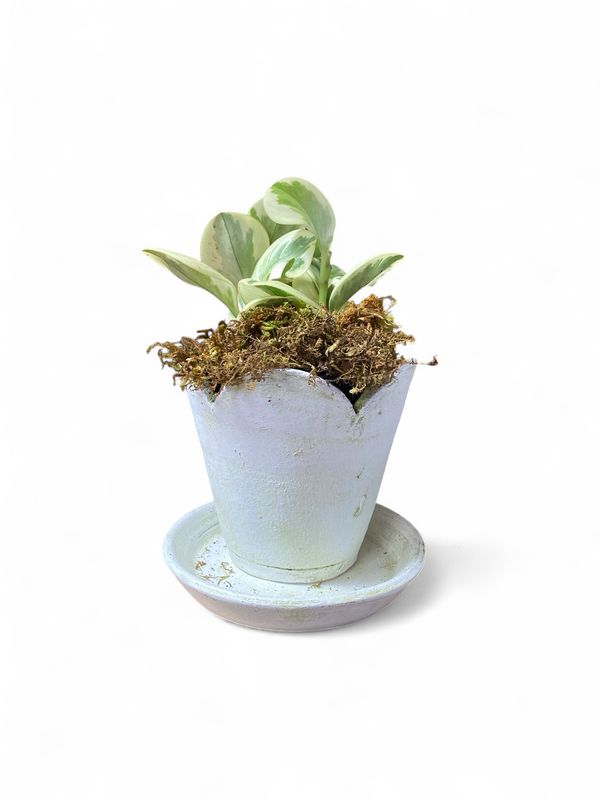 White Scalloped Terracotta Pot with Plant