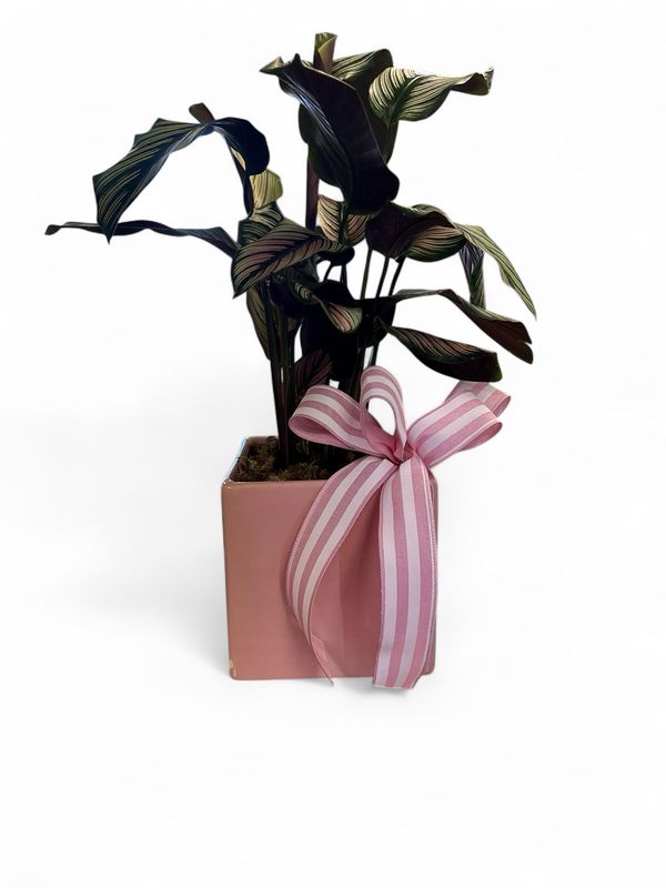 Light pink square pot with plant Light pink square pot with plant