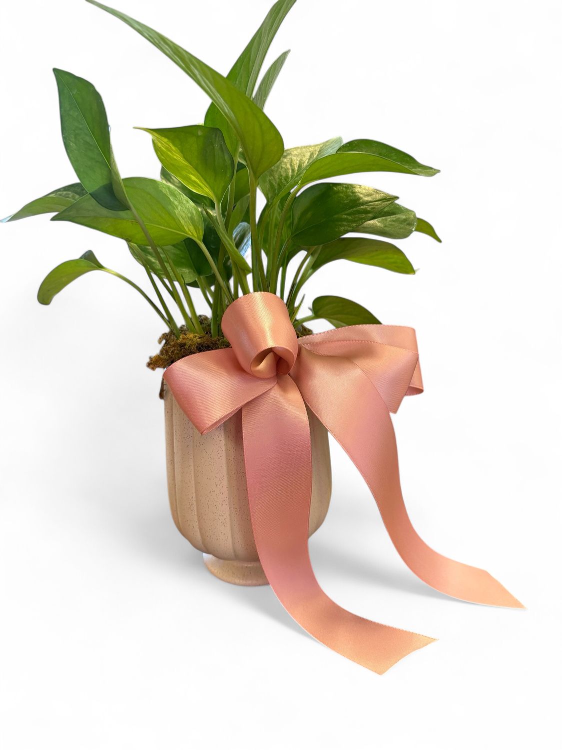 Small Distressed white pot