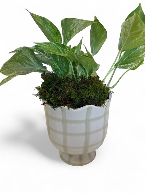 Bonnie Pot with plant
