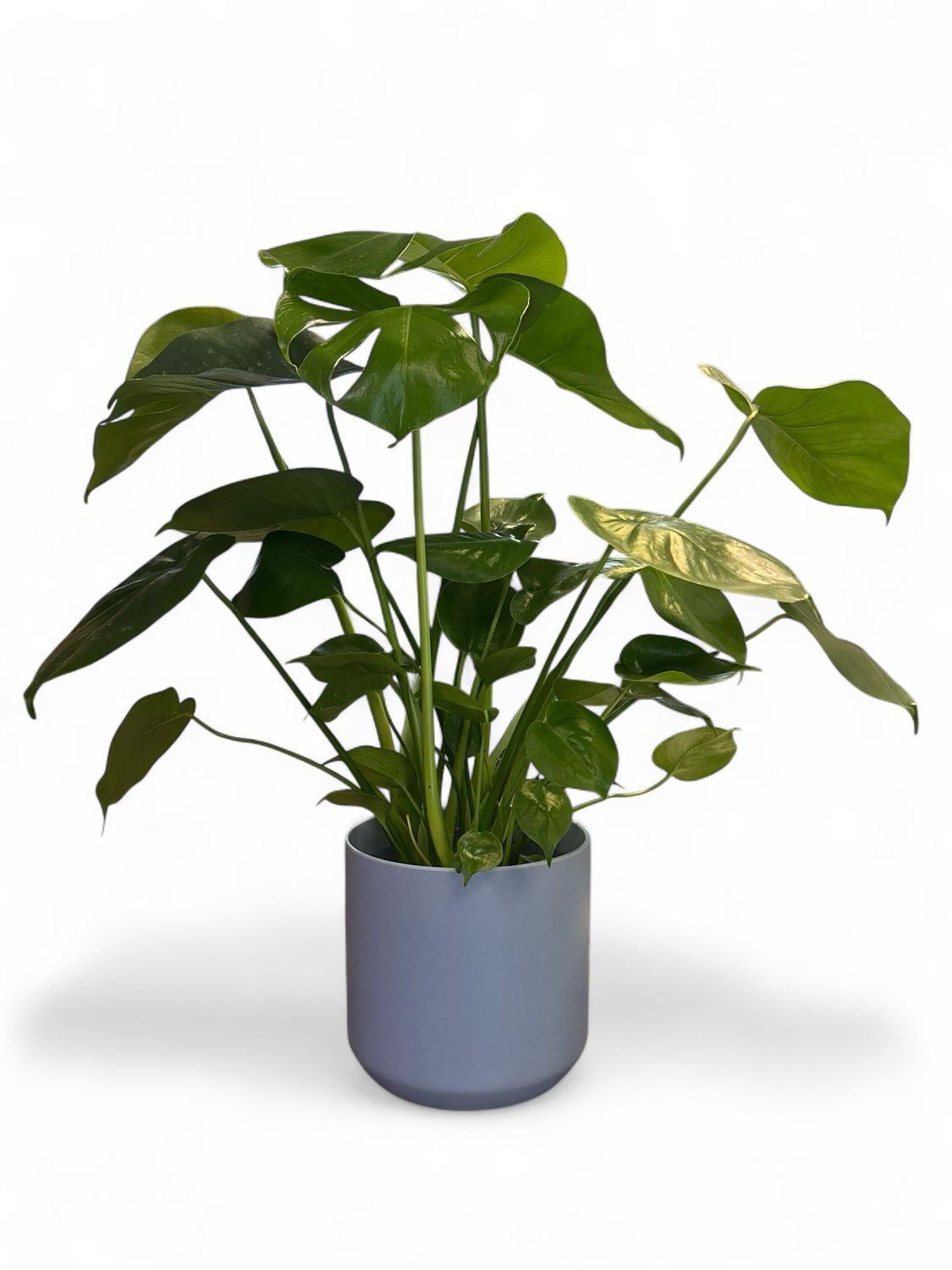 Spring Kendall pot with plant