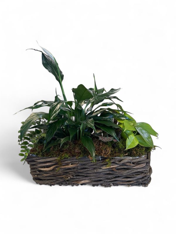Small Woven Basket with Plants and moss
