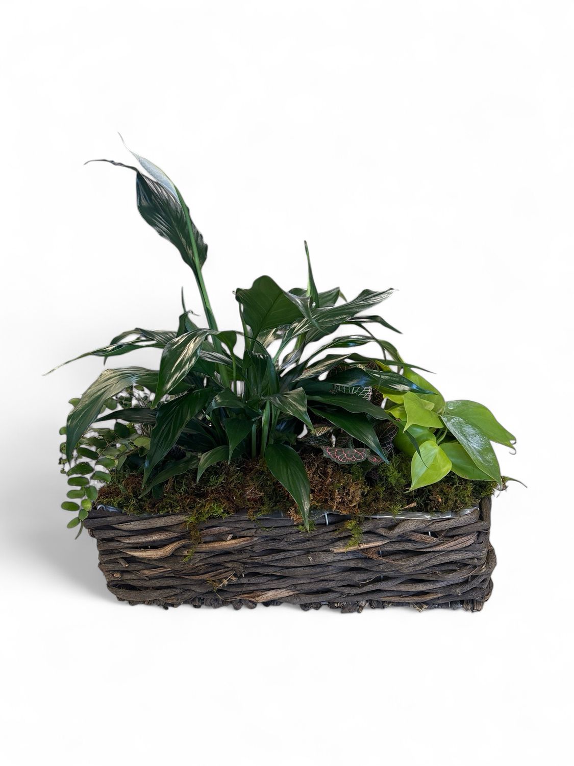Small Woven Basket with Plants and moss