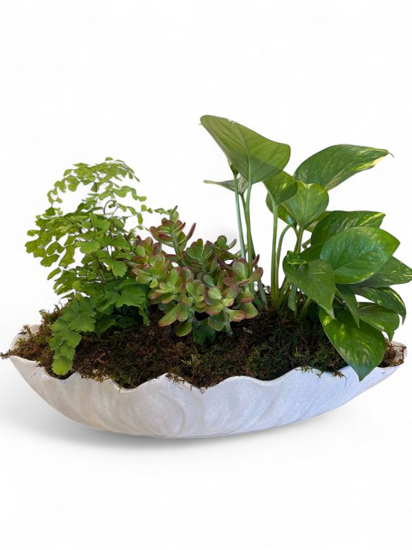 White wavy dish with plants and moss
