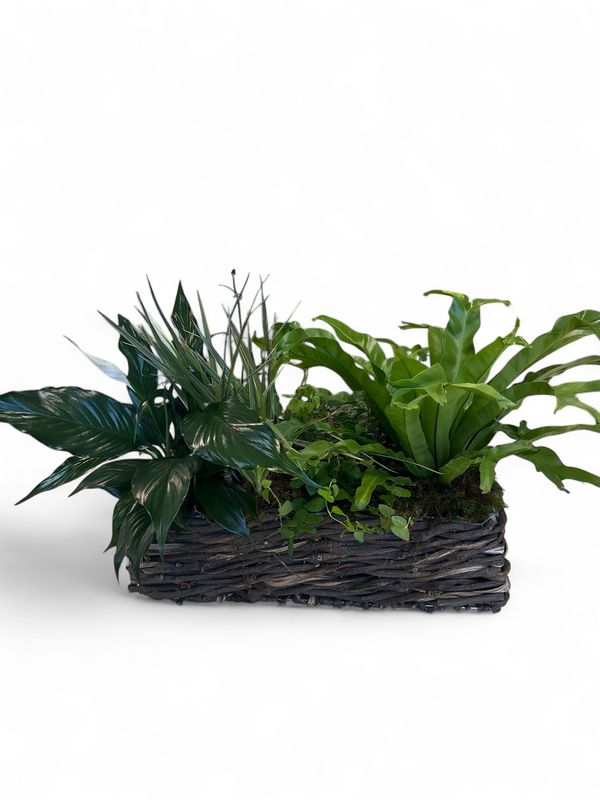 Large Woven basket with plants and moss