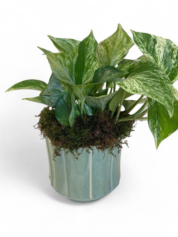 Everleaf Pot with plant