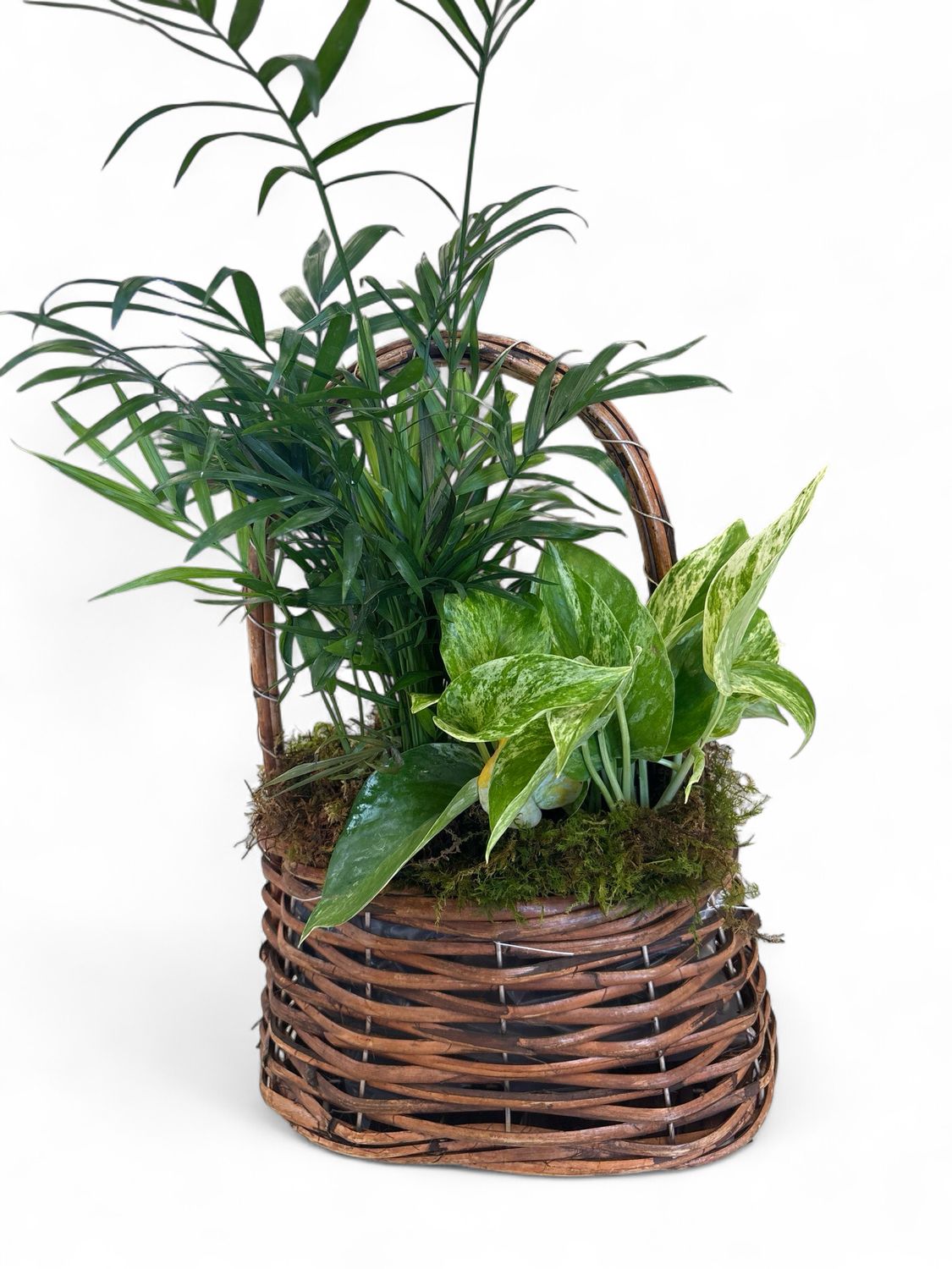 Polished Woven Basket with plant