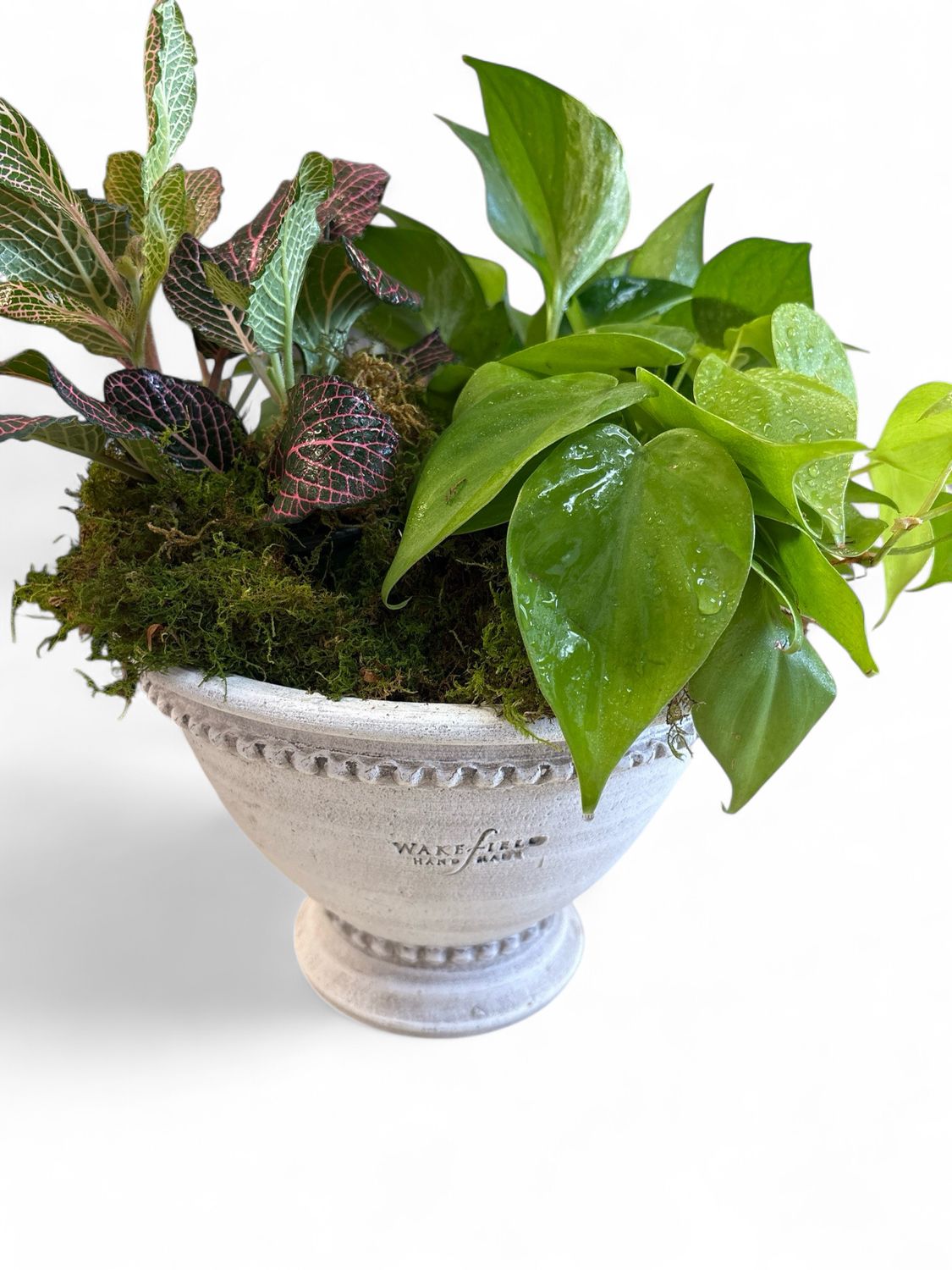 White handmade Oldham Pedestal bowl with plant