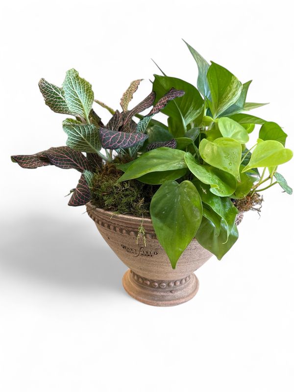 Handmade Oldham Pedestal bowl with plant