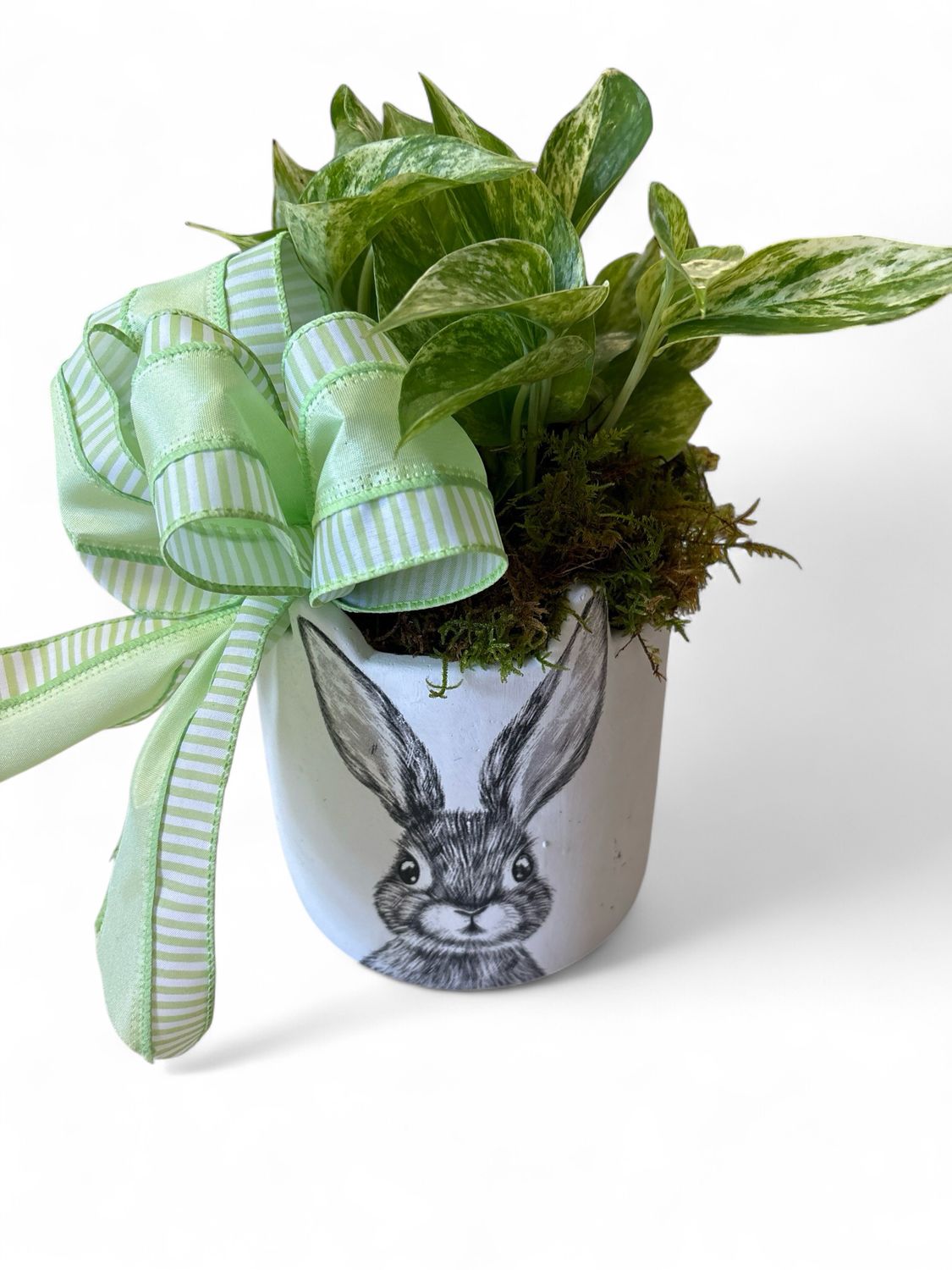 Large Bunny face pot with plant