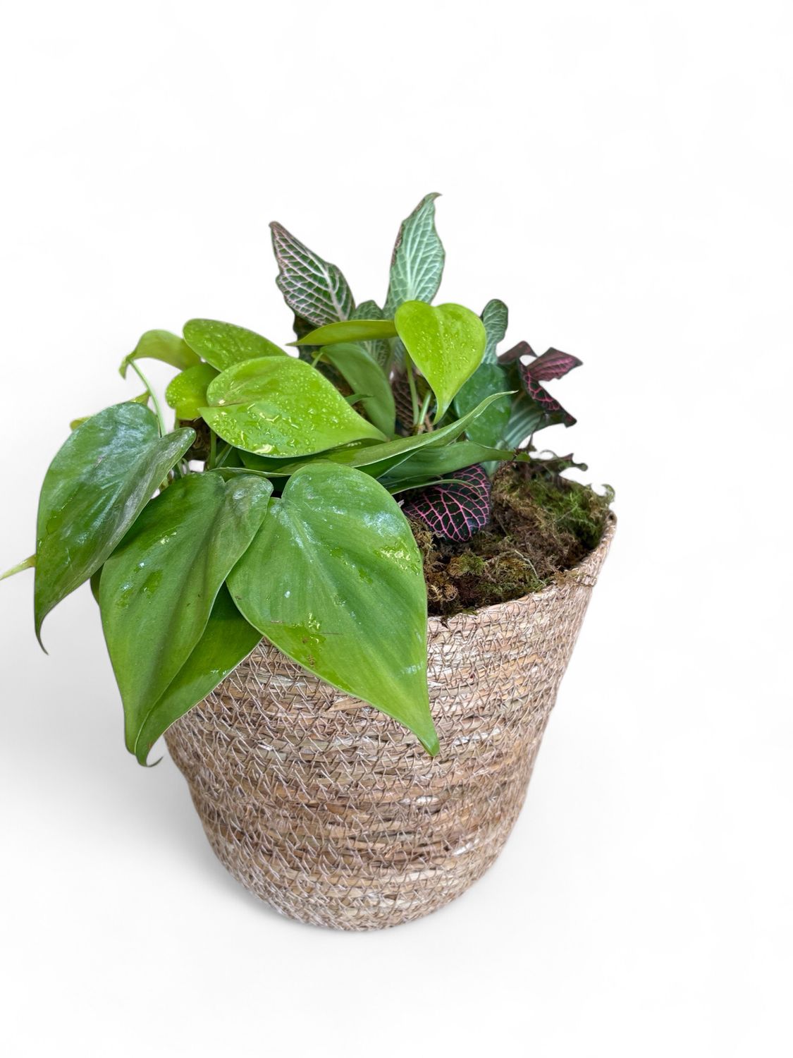 Small seagrass woven basket with plant