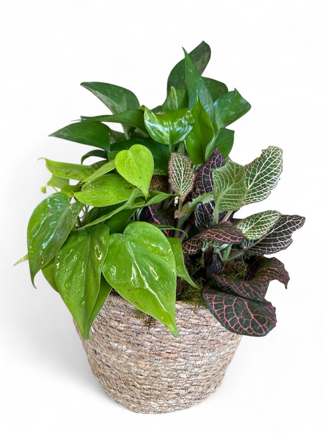 Medium seagrass woven basket with plant