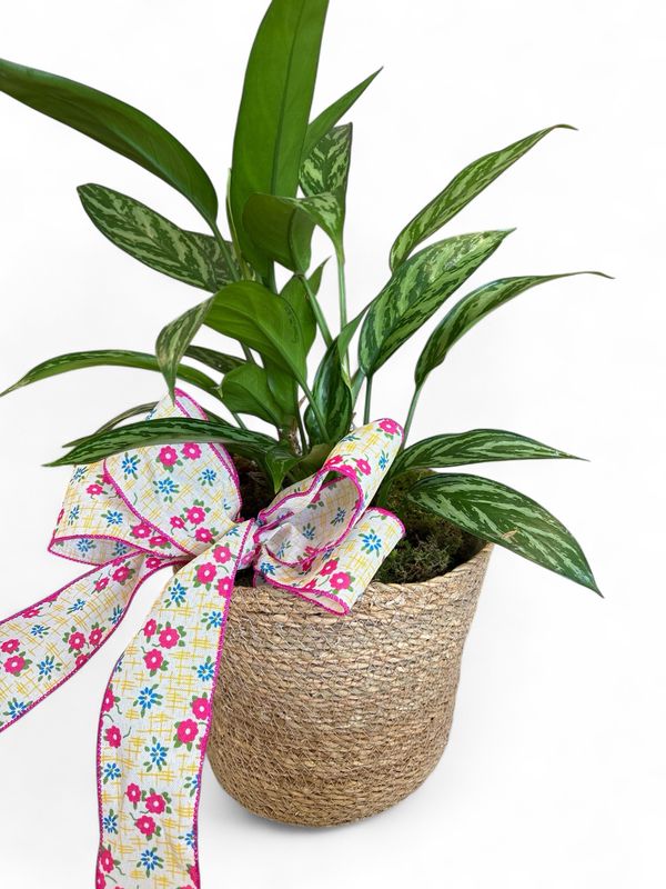 Large seagrass woven basket with plant