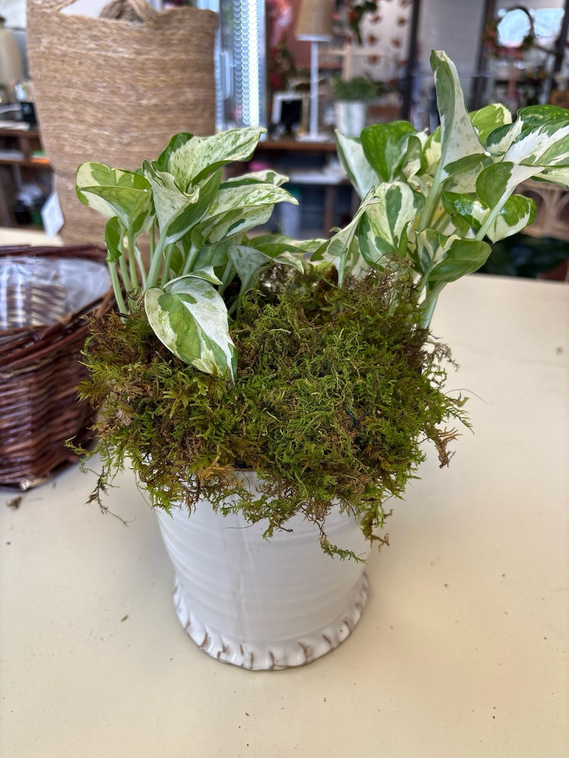 Large crème Shelby pot with plant