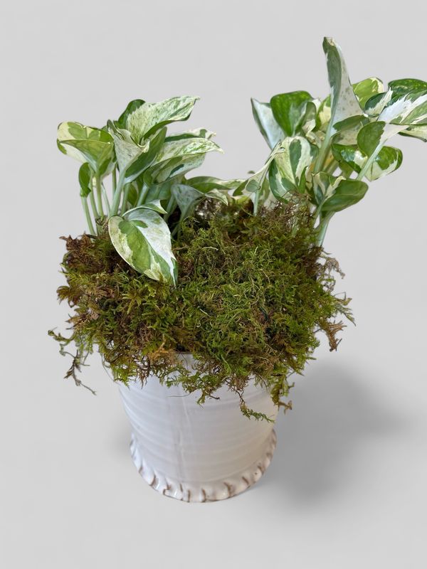 Large crème Shelby pot with plant