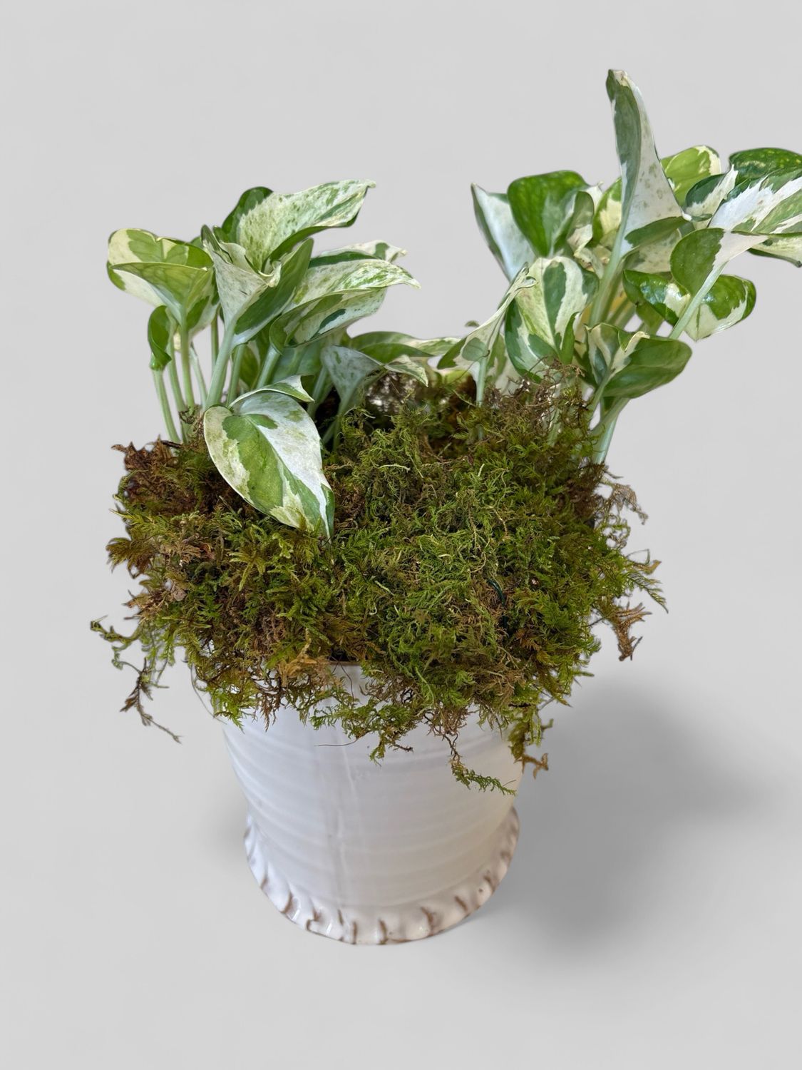 Large crème Shelby pot with plant