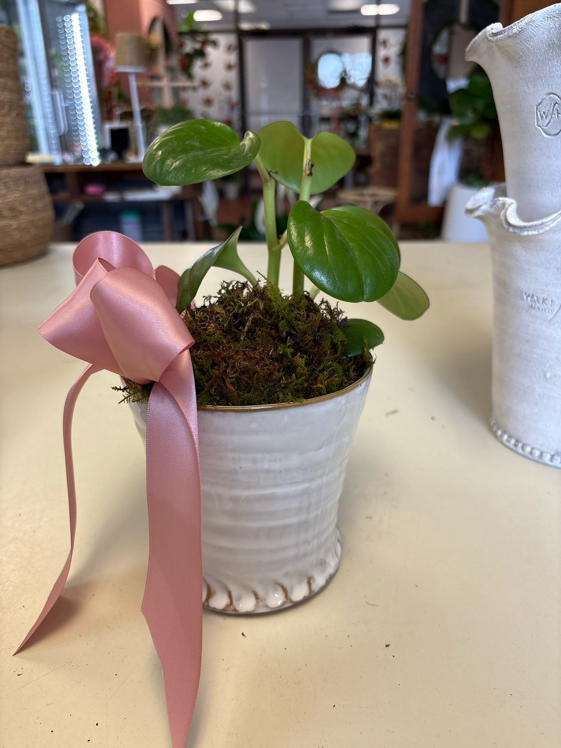 Small creme Shelby pot with plant