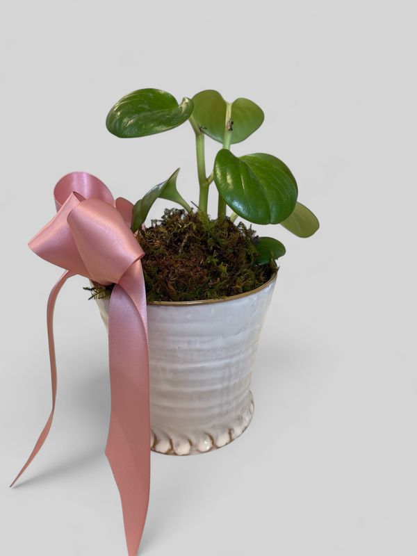 Small creme Shelby pot with plant