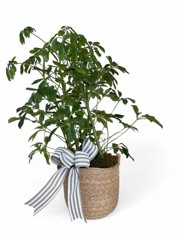 Large plant in basket