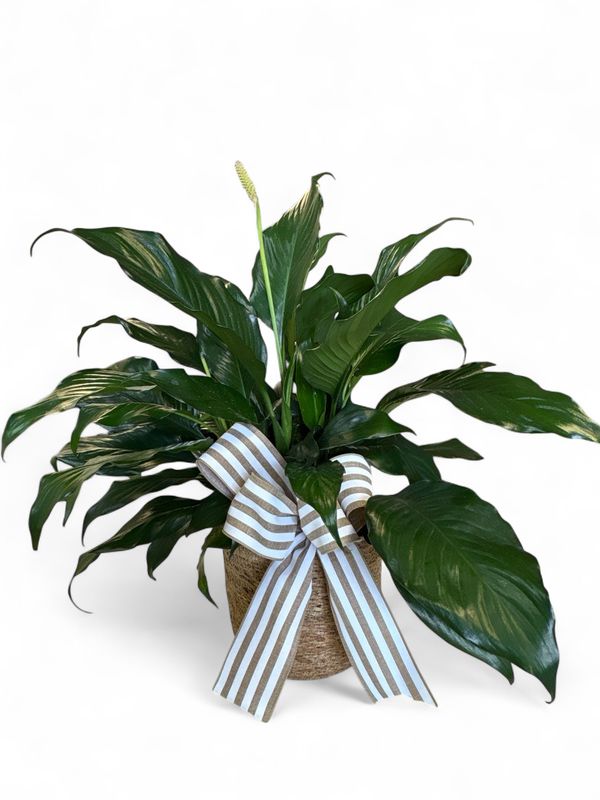 Small Peace Lilly in Basket