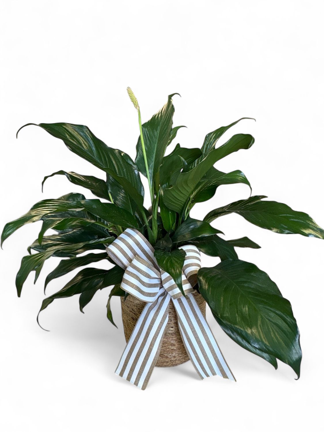 Small Peace Lilly in Basket
