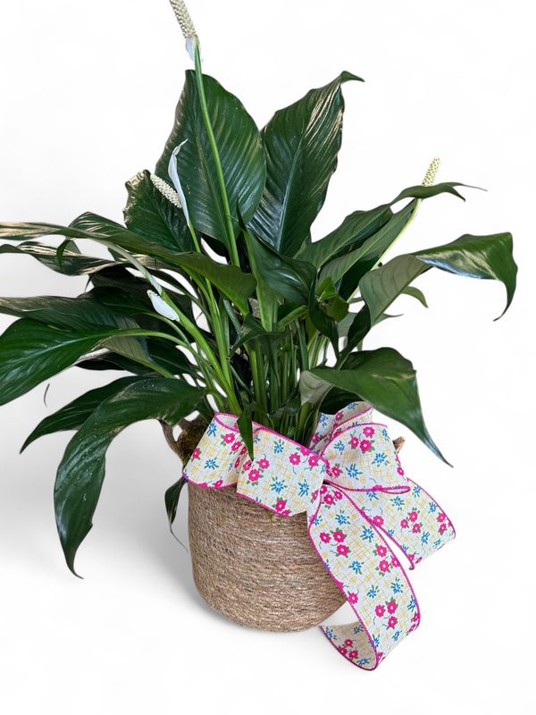 Medium peace lilly in basket