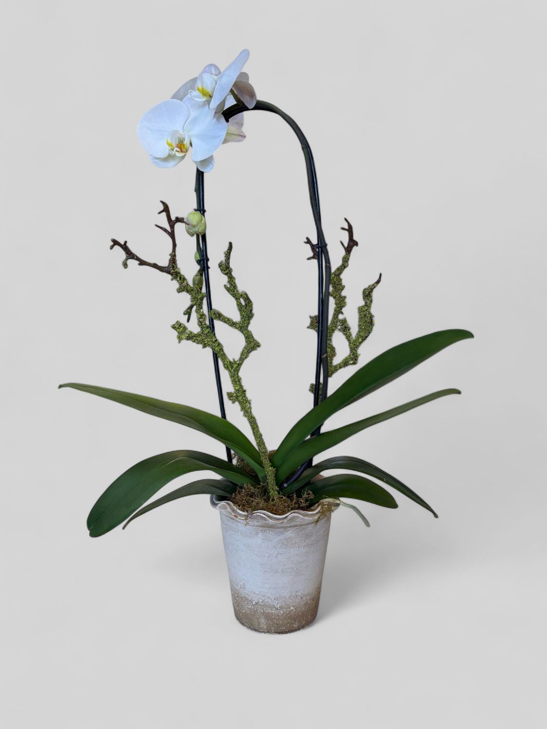 Orchid in vintage pot
