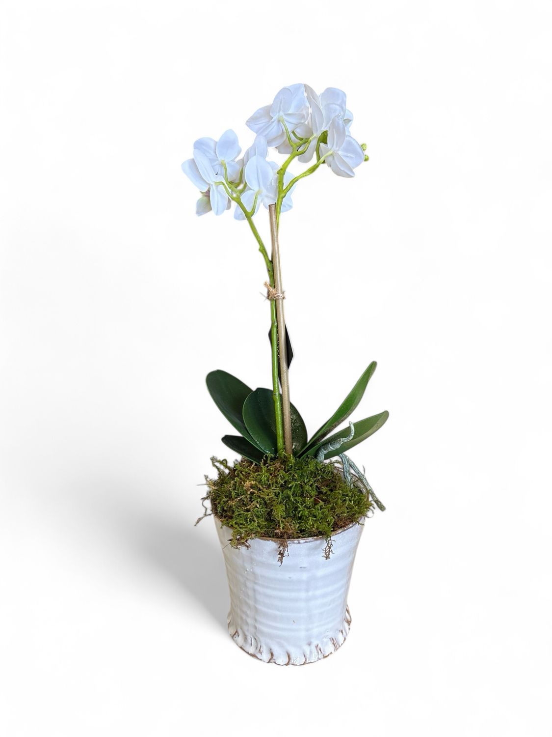 Small white glossy planter with orchid