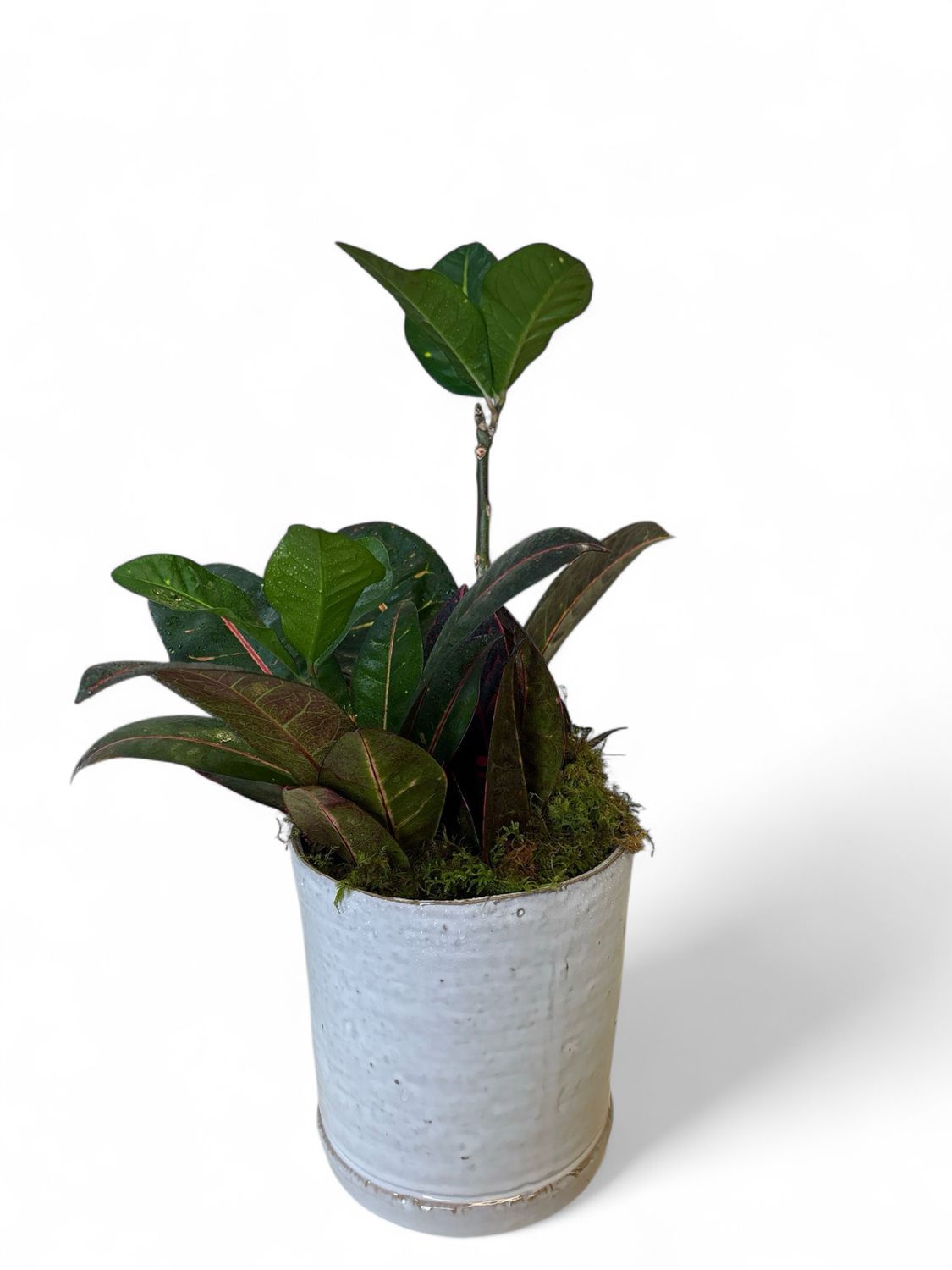 Glossy planter with plant